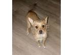 Adopt Oat a Cairn Terrier