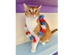 Adopt Knicks a Orange or Red Tabby Domestic Shorthair / Mixed (short coat) cat