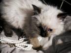 Rare Balinese Kittens Known As A Fluffy Siamese