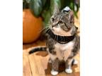 Adopt Marble a Domestic Short Hair, Tabby