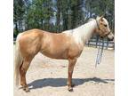 Palomino app mare
