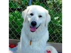 Adopt Rye aka Suki a Great Pyrenees