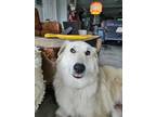 Adopt Darling a Great Pyrenees, Mixed Breed