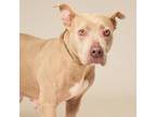 Adopt Dottie a Pit Bull Terrier