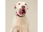 Adopt Orchestra a Pit Bull Terrier