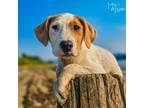 Adopt Diver a Rottweiler, Pit Bull Terrier