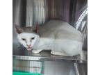 Adopt Adelaide a Domestic Short Hair