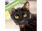 Adopt Toby a Domestic Mediumhair / Mixed cat in Des Moines, IA (41439692)