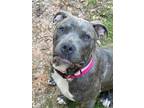 Adopt Rosie a Staffordshire Bull Terrier, Mixed Breed