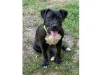 Adopt Bella aka Isabelle a Staffordshire Bull Terrier, Mixed Breed