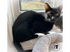 Adopt Sammy AND Roxie a All Black Domestic Shorthair / Mixed (short coat) cat in
