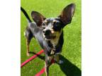 Adopt Timmy a Mixed Breed (Small) / Mixed dog in Mipiltas, CA (41386734)