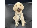 Adopt Cami a Poodle