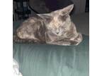 Adopt Ember a Domestic Short Hair