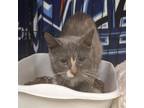 Adopt Apple a Domestic Short Hair