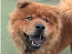 Adopt Mufasa a Chow Chow / Mixed dog in Oceanside, CA (40330310)