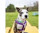 Adopt Kiki a Brindle American Staffordshire Terrier / Mixed Breed (Medium) dog