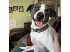 Adopt Tori a Tan/Yellow/Fawn Labrador Retriever / Mixed Breed (Medium) dog in