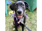 Adopt Luke Skywalker a Black Labrador Retriever / Mixed Breed (Medium) dog in