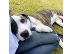 Adopt Piper a Tan/Yellow/Fawn American Pit Bull Terrier / Boxer dog in Chapel