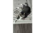 Adopt Precious (Texas Only) a Domestic Shorthair / Mixed (short coat) cat in