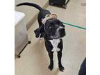Adopt Lowfi - $75 Adoption Fee Diamond Dog a Black Labrador Retriever / Mastiff