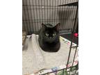 Adopt Bagheera a All Black Domestic Shorthair / Mixed Breed (Medium) / Mixed