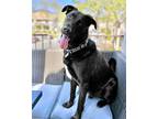 Adopt Chirp a Black - with White German Shepherd Dog / Rottweiler / Mixed dog in