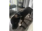 Adopt Buddha a Brindle Rottweiler / Pitsky / Mixed dog in Richmond
