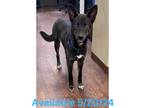 Adopt Dog Kennel #23 a German Shepherd Dog / Mixed Breed (Medium) / Mixed dog in
