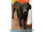 Adopt Dog Kennel #5 Possum a Labrador Retriever / Mixed dog in Greenville