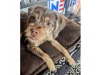 Adopt Buddy a Red/Golden/Orange/Chestnut Dachshund / Mixed dog in Hartford