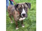 Adopt Kevin a Mastiff / Mixed dog in Vancouver, WA (41013674)