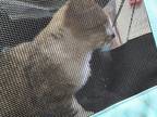 Adopt Mouse a Brown Tabby Domestic Shorthair / Mixed Breed (Medium) / Mixed
