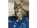 Adopt Hippo a Brown Tabby Domestic Shorthair / Mixed Breed (Medium) / Mixed