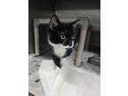 Adopt Oreo a All Black Domestic Shorthair / Mixed Breed (Medium) / Mixed (short