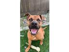 Adopt Teddy a Red/Golden/Orange/Chestnut - with Black Black Mouth Cur / Boxer /