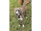 Adopt Dreamgirl a Mountain Cur / Mixed dog in Cleveland, TN (41408708)