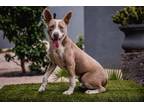 Adopt Zar a Australian Cattle Dog / American Staffordshire Terrier / Mixed dog