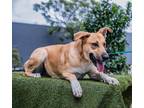 Adopt Cali a Labrador Retriever / Great Dane / Mixed dog in Seattle