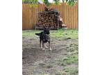Adopt Nova a Black - with Brown, Red, Golden, Orange or Chestnut Mutt / Mixed