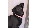 Adopt Mindy a Black - with White Labrador Retriever / German Pinscher / Mixed