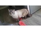 Adopt Fancy Napa Petco a Cream or Ivory (Mostly) Siamese / Mixed (long coat) cat