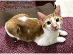 Adopt Julius (SG) a Orange or Red (Mostly) American Shorthair / Mixed (short