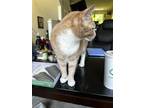 Adopt JJ a Tan or Fawn Tabby Domestic Mediumhair / Mixed (medium coat) cat in