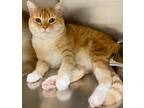 Adopt Tabby a Domestic Shorthair / Mixed (short coat) cat in Brigham City -