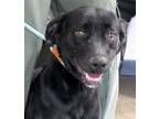 Adopt Ginny a Black Labrador Retriever / Boykin Spaniel / Mixed dog in