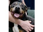 Adopt Toga a Gray/Blue/Silver/Salt & Pepper Pit Bull Terrier / Mixed dog in