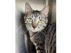 Adopt Rio a Brown Tabby Domestic Shorthair / Mixed (short coat) cat in