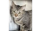 Adopt Rafael a Brown Tabby Domestic Shorthair / Mixed (short coat) cat in